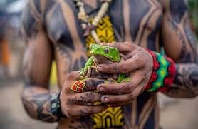 Kambo frog medicine